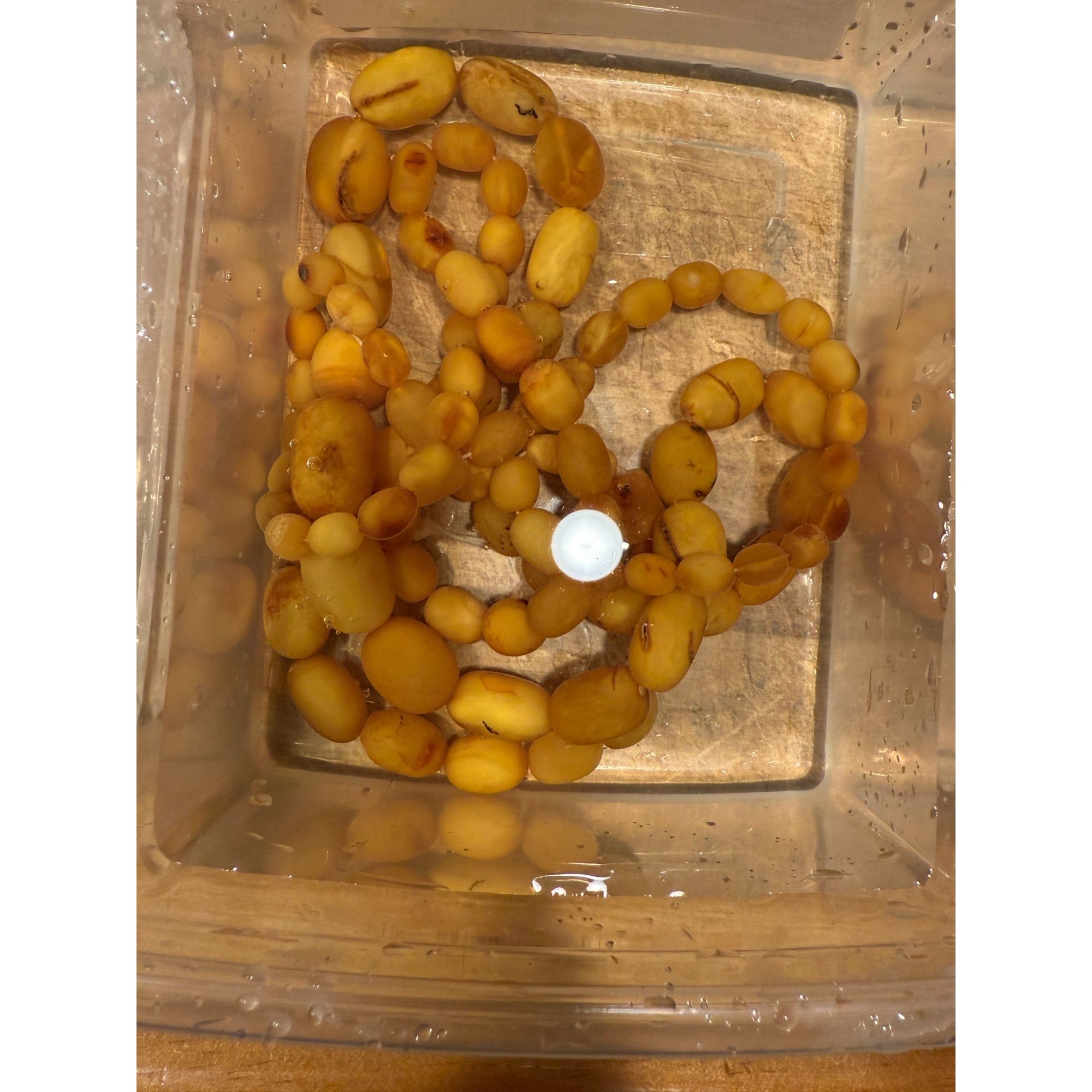 Vintage Hand Strung Butterscotch Amber Bead Double Strand Necklace 78g No Clasp