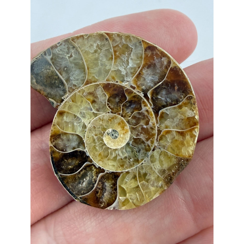 Half Fossil of Ammonite or Ammonoid Clroniceras 60~ MYA Age 11.8g 1 3/8 In Long