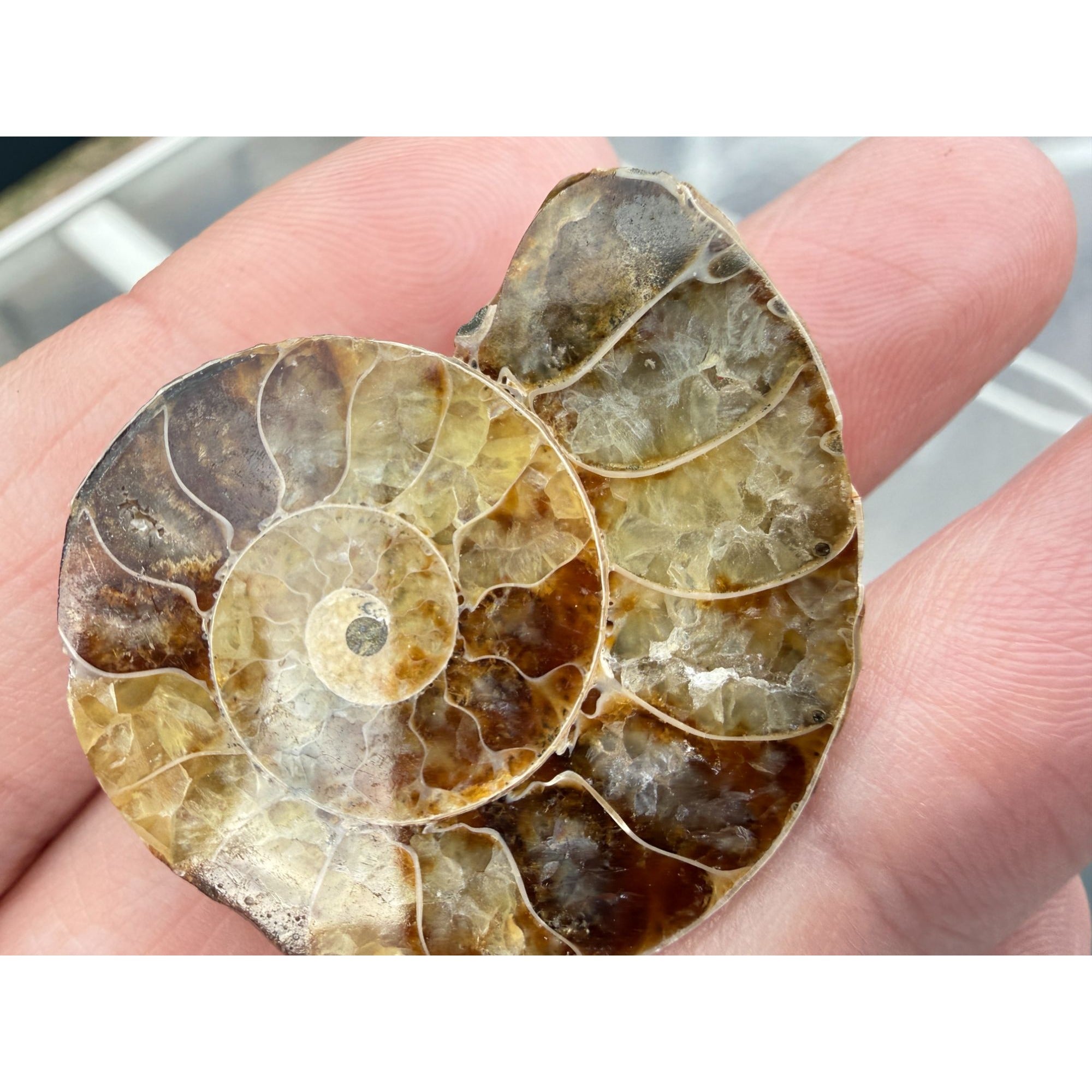 Half Fossil of Ammonite or Ammonoid Clroniceras 60~ MYA Age 11.8g 1 3/8 In Long