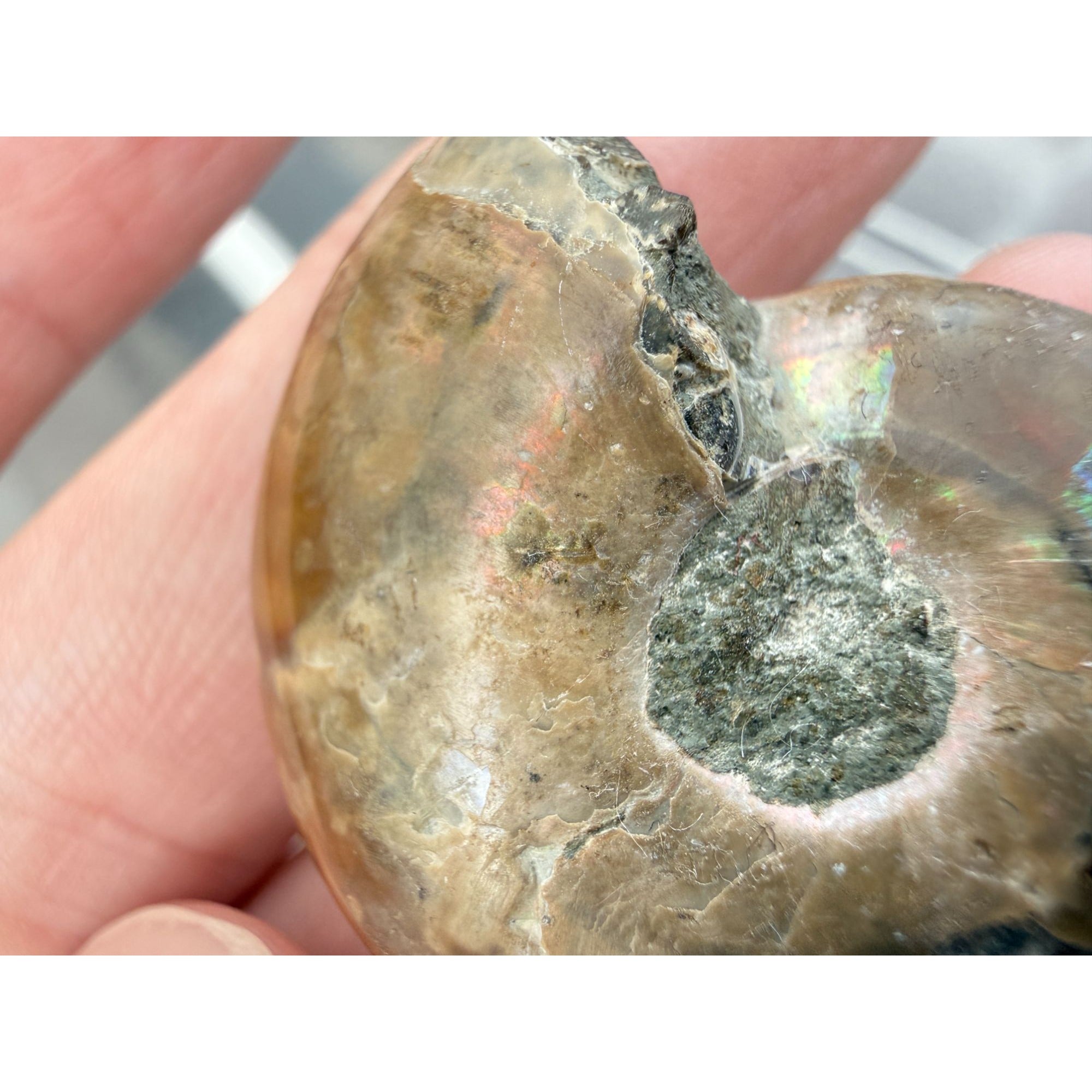 Half Fossil of Ammonite or Ammonoid Clroniceras 60~ MYA Age 11.8g 1 3/8 In Long