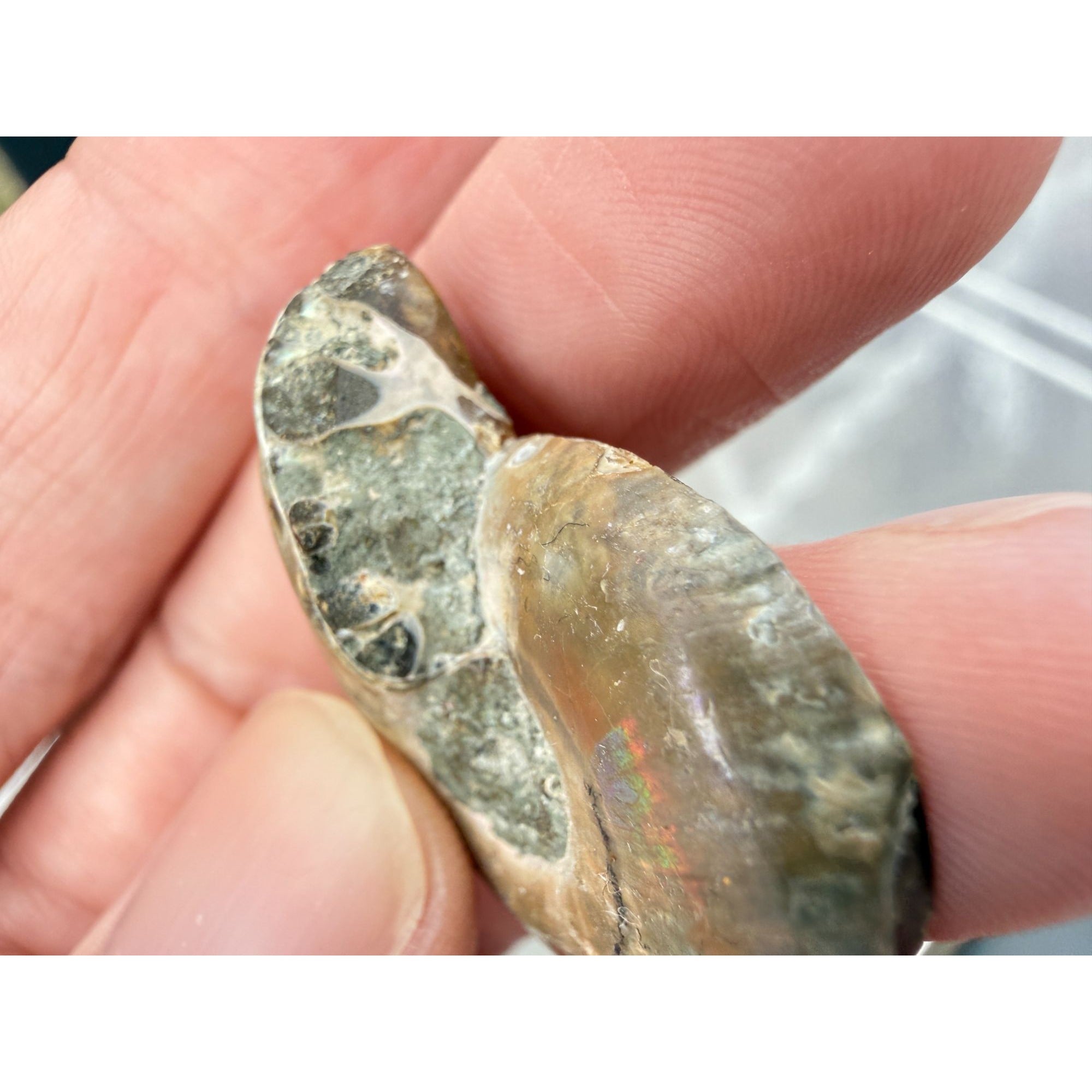 Half Fossil of Ammonite or Ammonoid Clroniceras 60~ MYA Age 11.8g 1 3/8 In Long