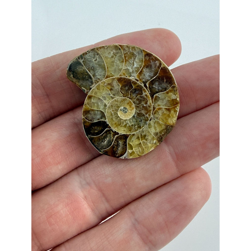 Half Fossil of Ammonite or Ammonoid Clroniceras 60~ MYA Age 11.8g 1 3/8 In Long