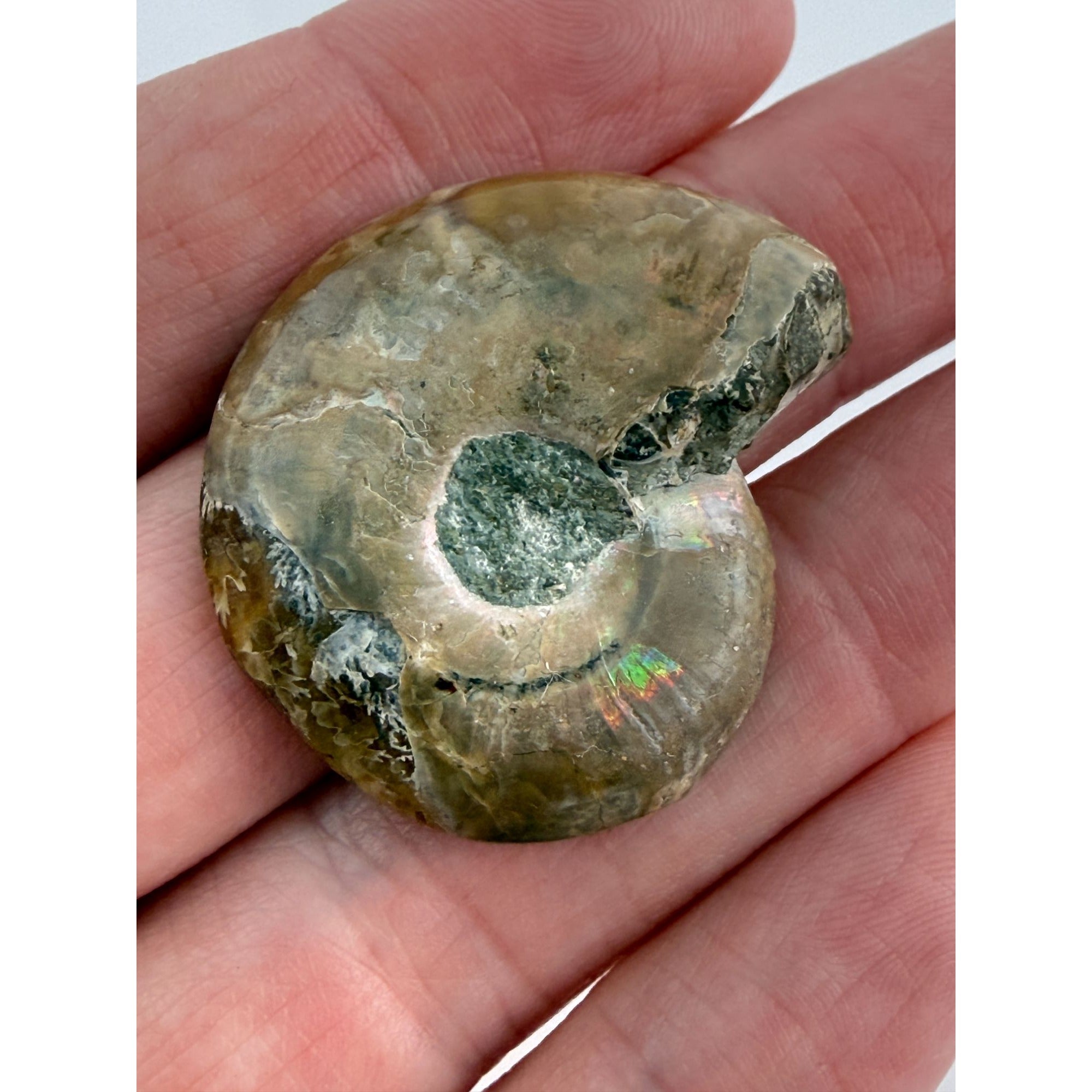 Half Fossil of Ammonite or Ammonoid Clroniceras 60~ MYA Age 11.8g 1 3/8 In Long