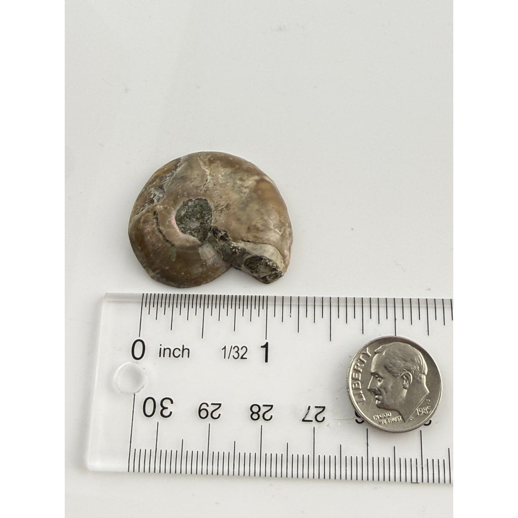 Half Fossil of Ammonite or Ammonoid Clroniceras 60~ MYA Age 11.8g 1 3/8 In Long