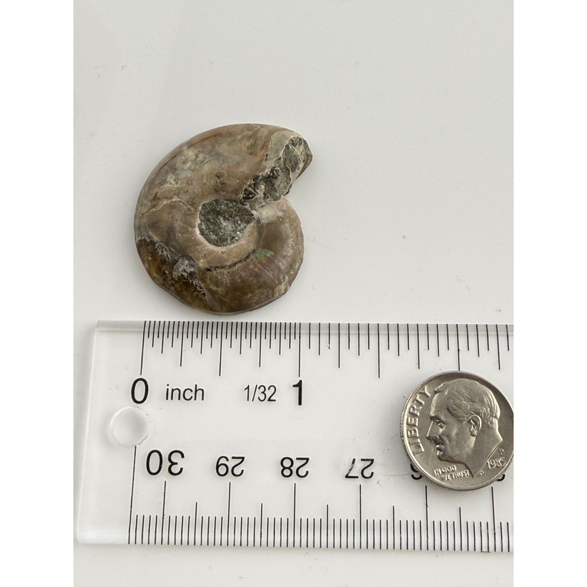 Half Fossil of Ammonite or Ammonoid Clroniceras 60~ MYA Age 11.8g 1 3/8 In Long