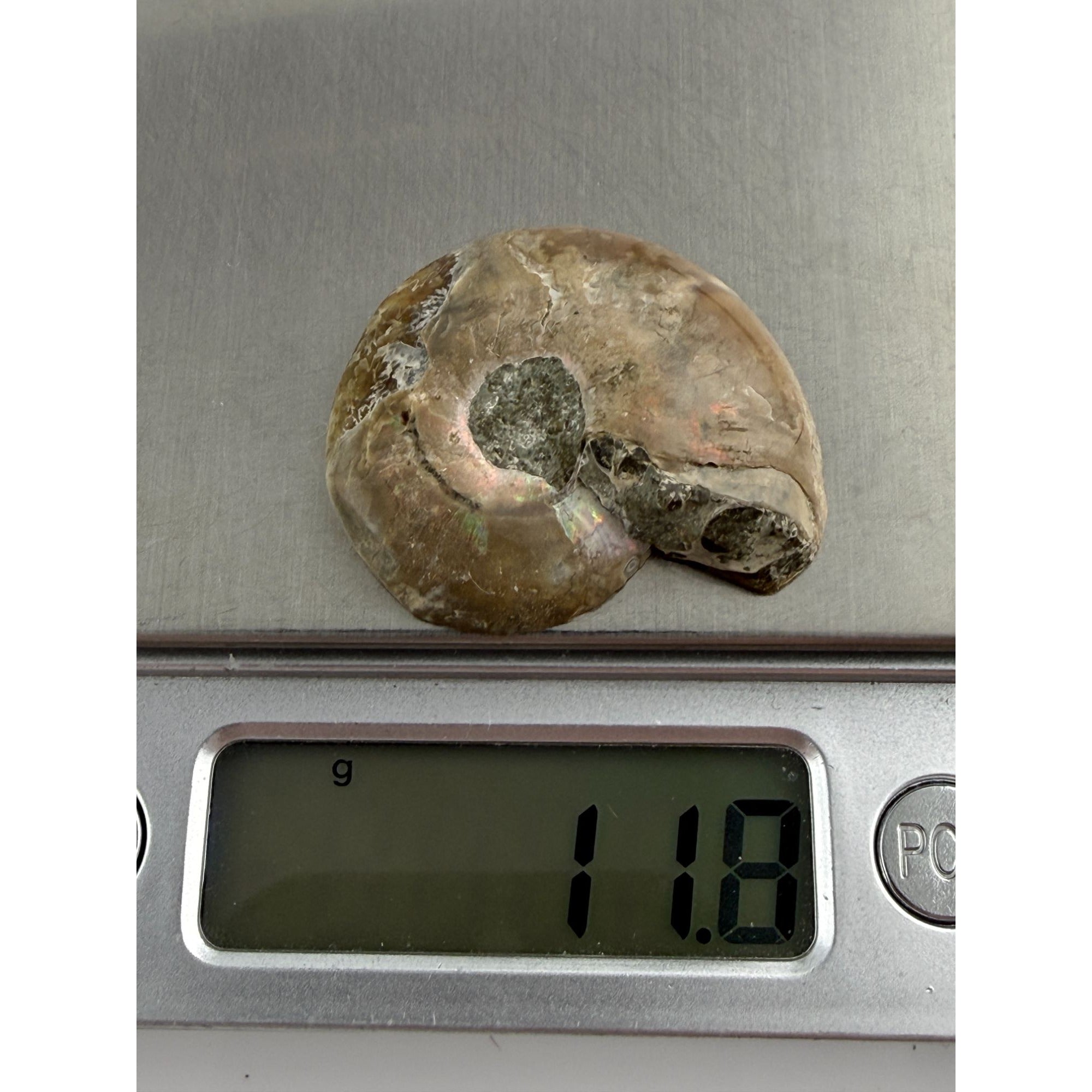 Half Fossil of Ammonite or Ammonoid Clroniceras 60~ MYA Age 11.8g 1 3/8 In Long