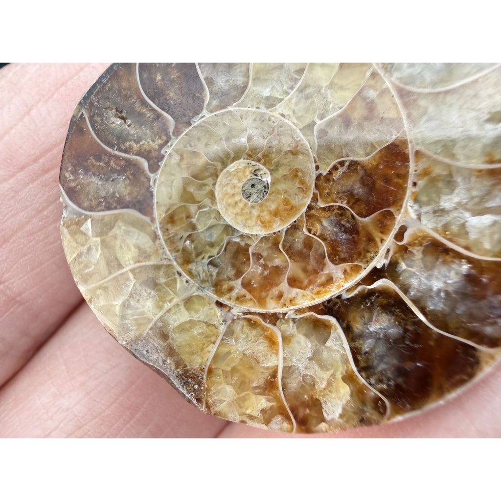 Half Fossil of Ammonite or Ammonoid Clroniceras 60~ MYA Age 11.8g 1 3/8 In Long