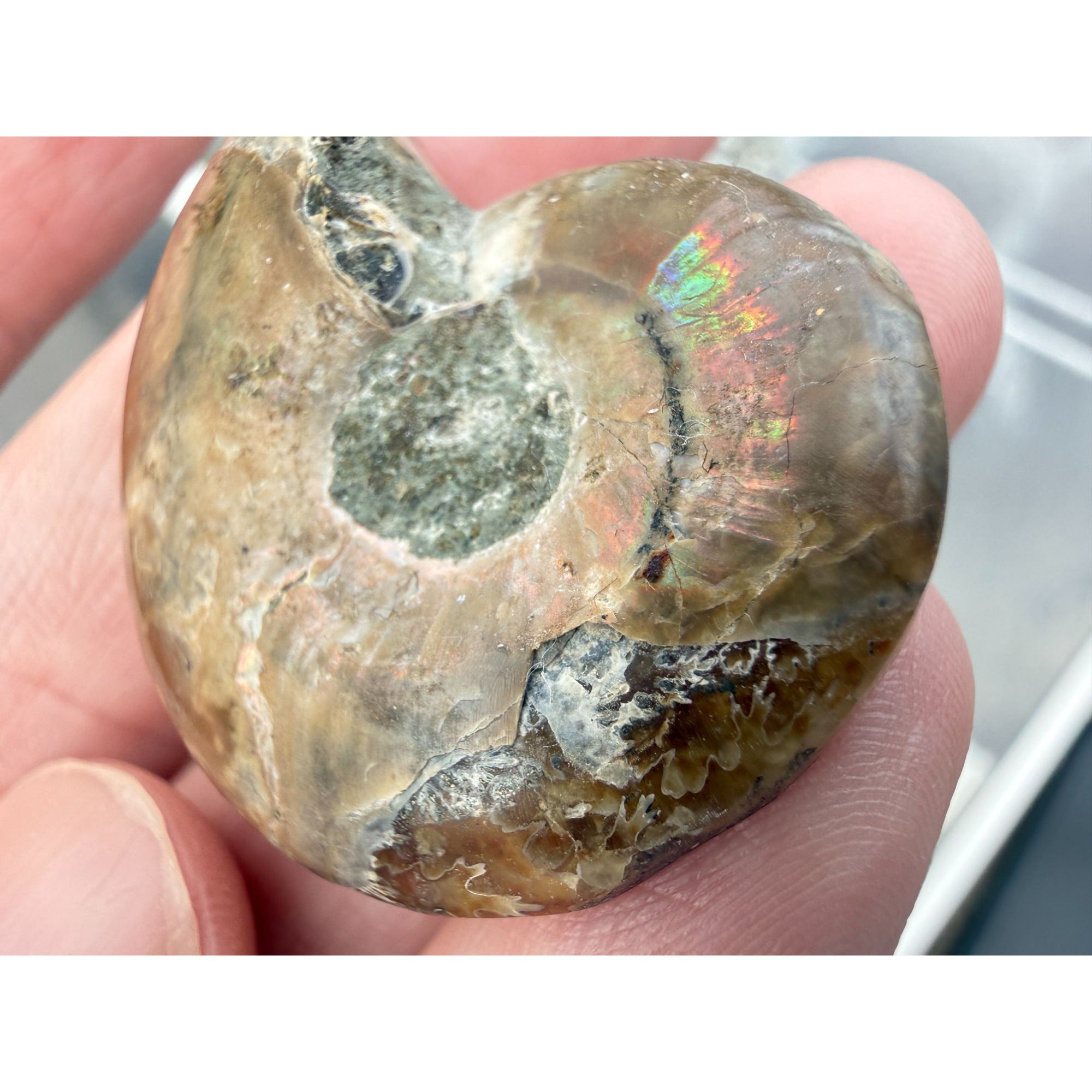 Half Fossil of Ammonite or Ammonoid Clroniceras 60~ MYA Age 11.8g 1 3/8 In Long