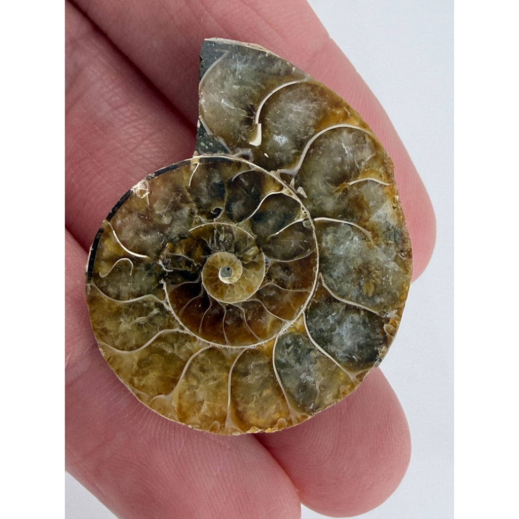 Half Fossil of Ammonite or Ammonoid Clroniceras 60~ MYA Age 10.6g 32mm Long