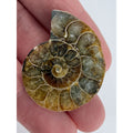 Half Fossil of Ammonite or Ammonoid Clroniceras 60~ MYA Age 10.6g 32mm Long