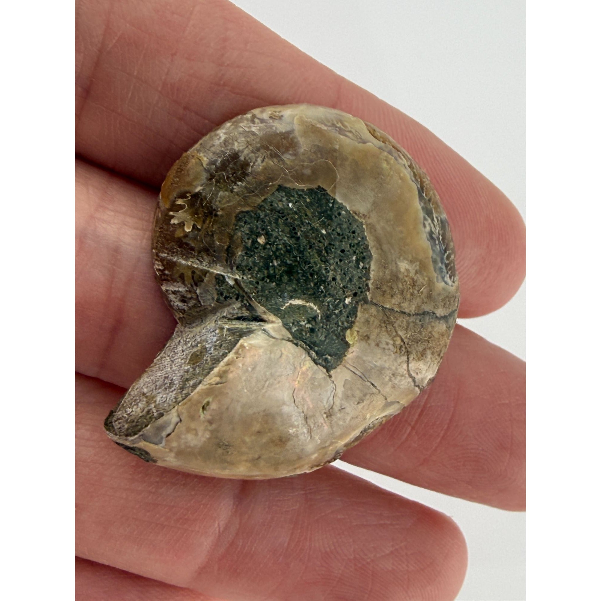 Half Fossil of Ammonite or Ammonoid Clroniceras 60~ MYA Age 10.6g 32mm Long
