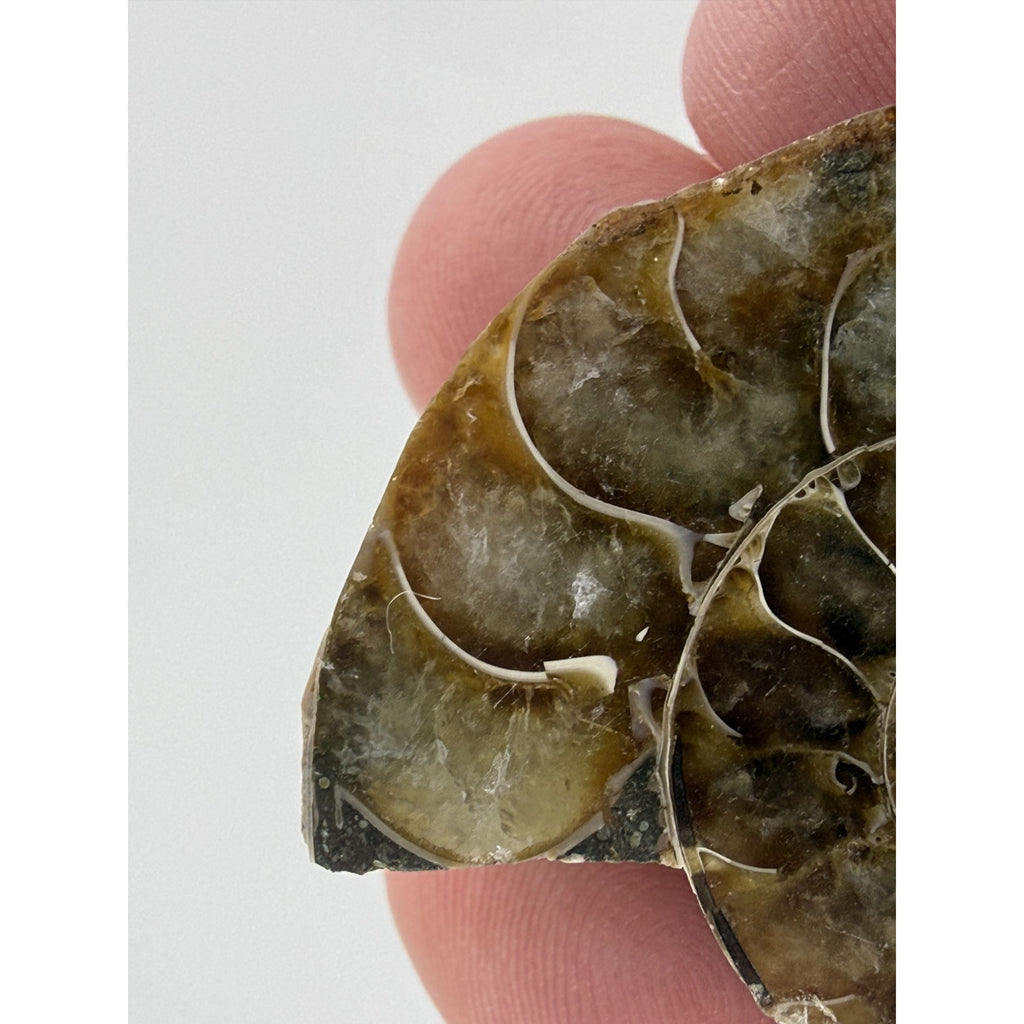 Half Fossil of Ammonite or Ammonoid Clroniceras 60~ MYA Age 10.6g 32mm Long