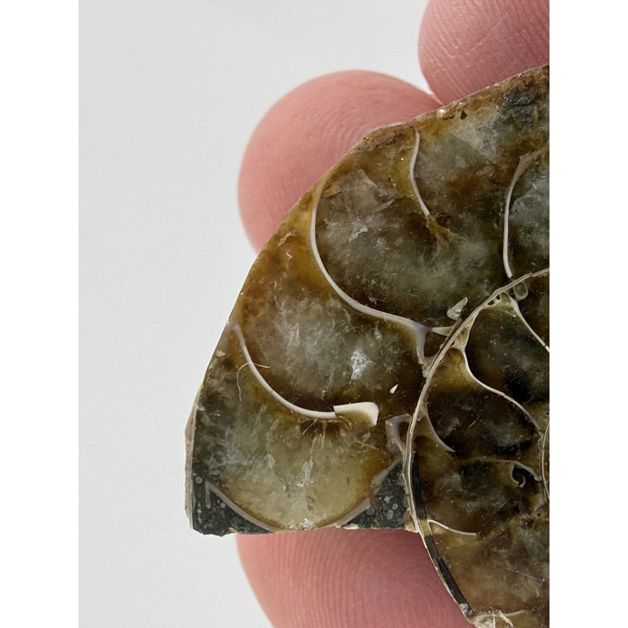 Half Fossil of Ammonite or Ammonoid Clroniceras 60~ MYA Age 10.6g 32mm Long