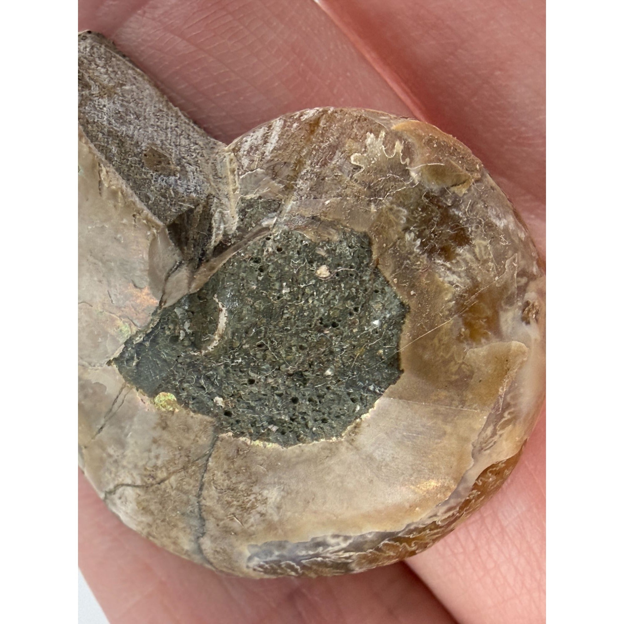Half Fossil of Ammonite or Ammonoid Clroniceras 60~ MYA Age 10.6g 32mm Long