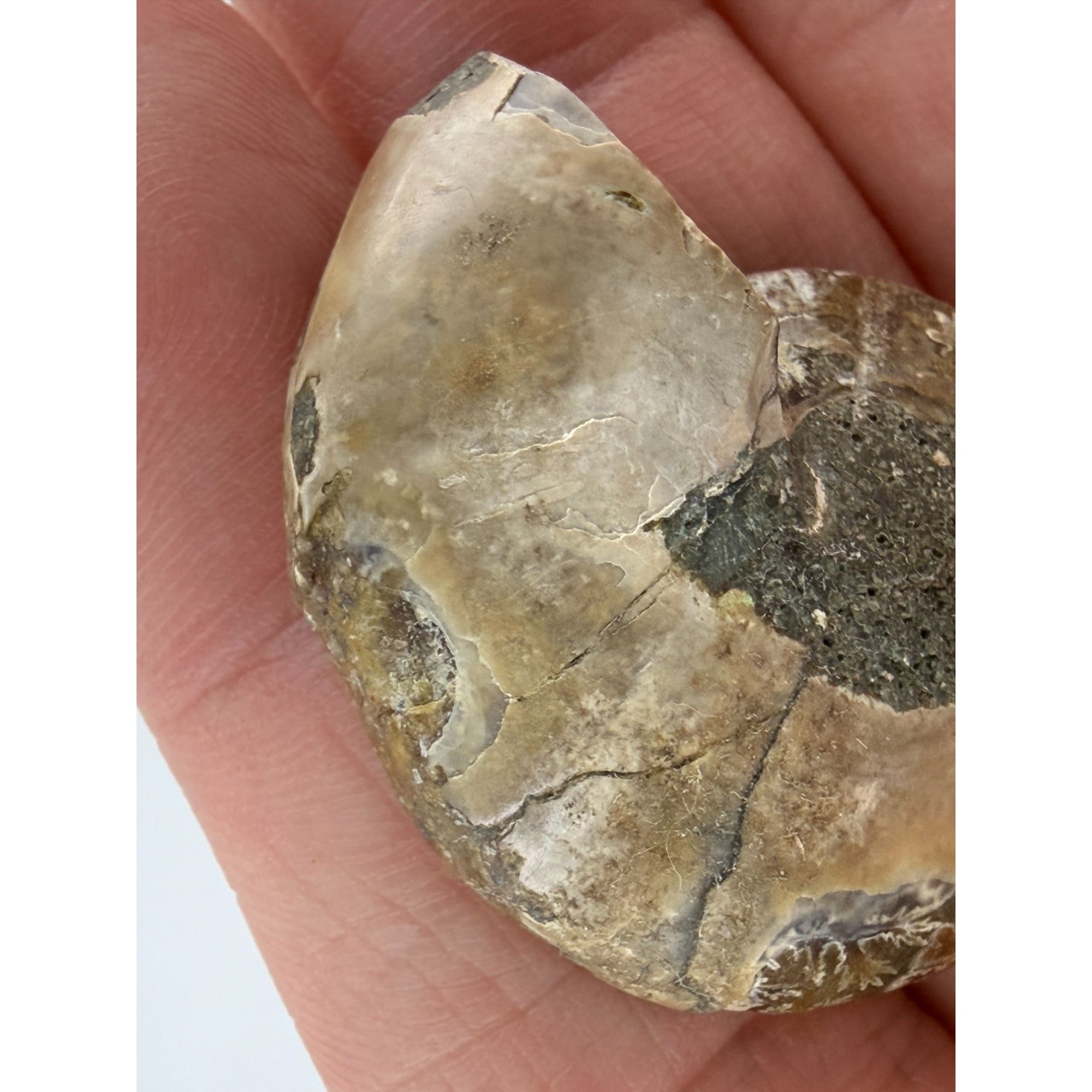 Half Fossil of Ammonite or Ammonoid Clroniceras 60~ MYA Age 10.6g 32mm Long