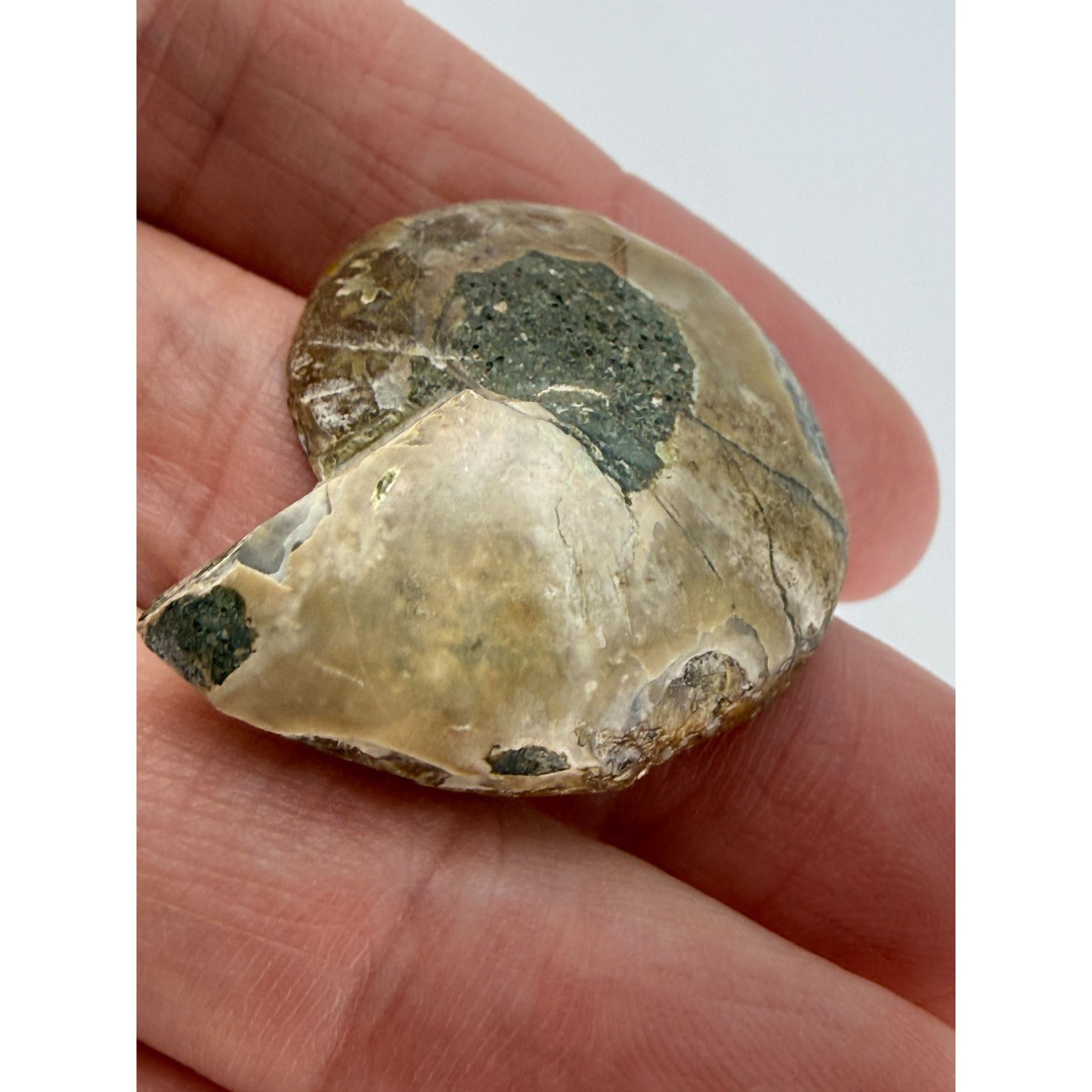 Half Fossil of Ammonite or Ammonoid Clroniceras 60~ MYA Age 10.6g 32mm Long