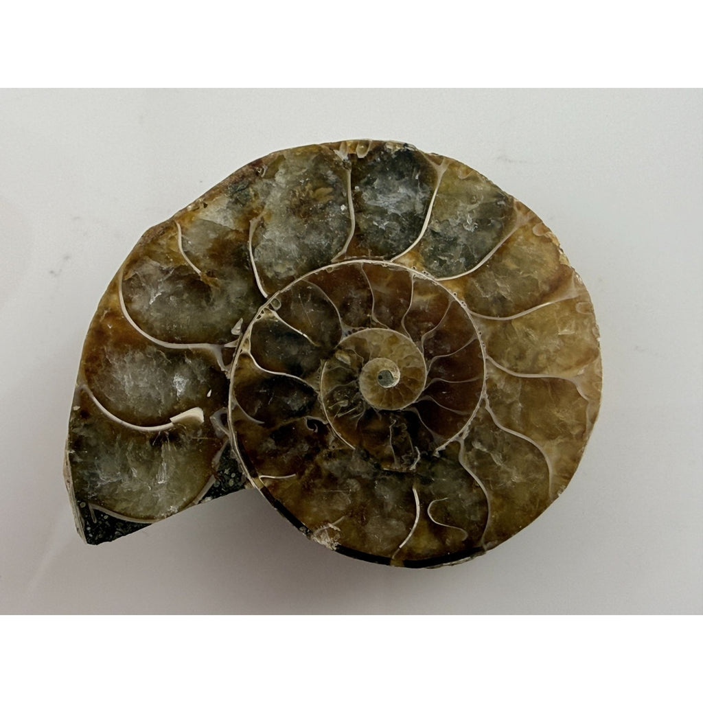 Half Fossil of Ammonite or Ammonoid Clroniceras 60~ MYA Age 10.6g 32mm Long