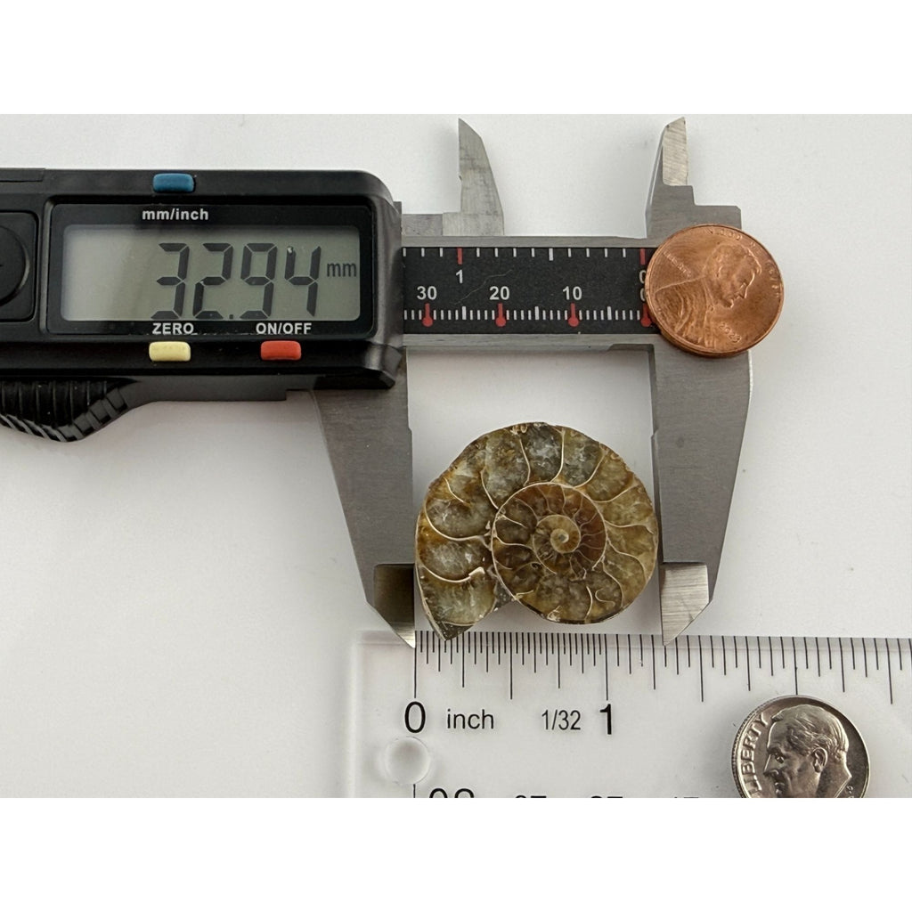 Half Fossil of Ammonite or Ammonoid Clroniceras 60~ MYA Age 10.6g 32mm Long