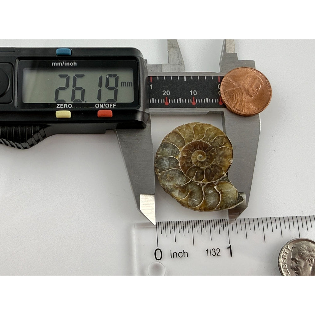 Half Fossil of Ammonite or Ammonoid Clroniceras 60~ MYA Age 10.6g 32mm Long