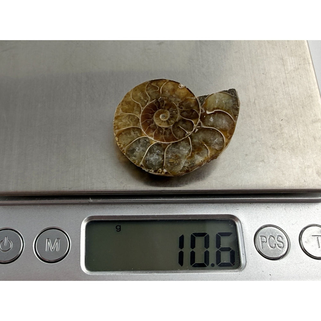Half Fossil of Ammonite or Ammonoid Clroniceras 60~ MYA Age 10.6g 32mm Long