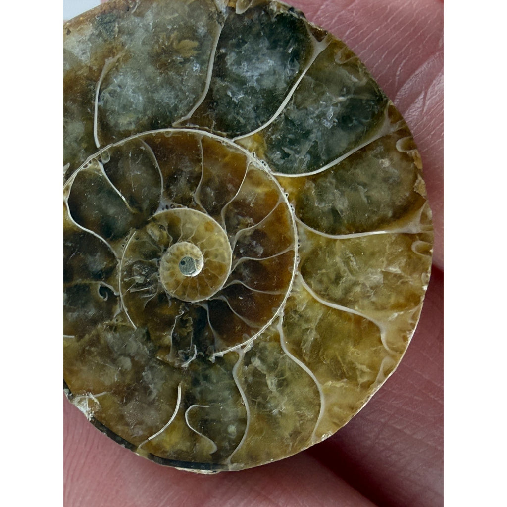 Half Fossil of Ammonite or Ammonoid Clroniceras 60~ MYA Age 10.6g 32mm Long