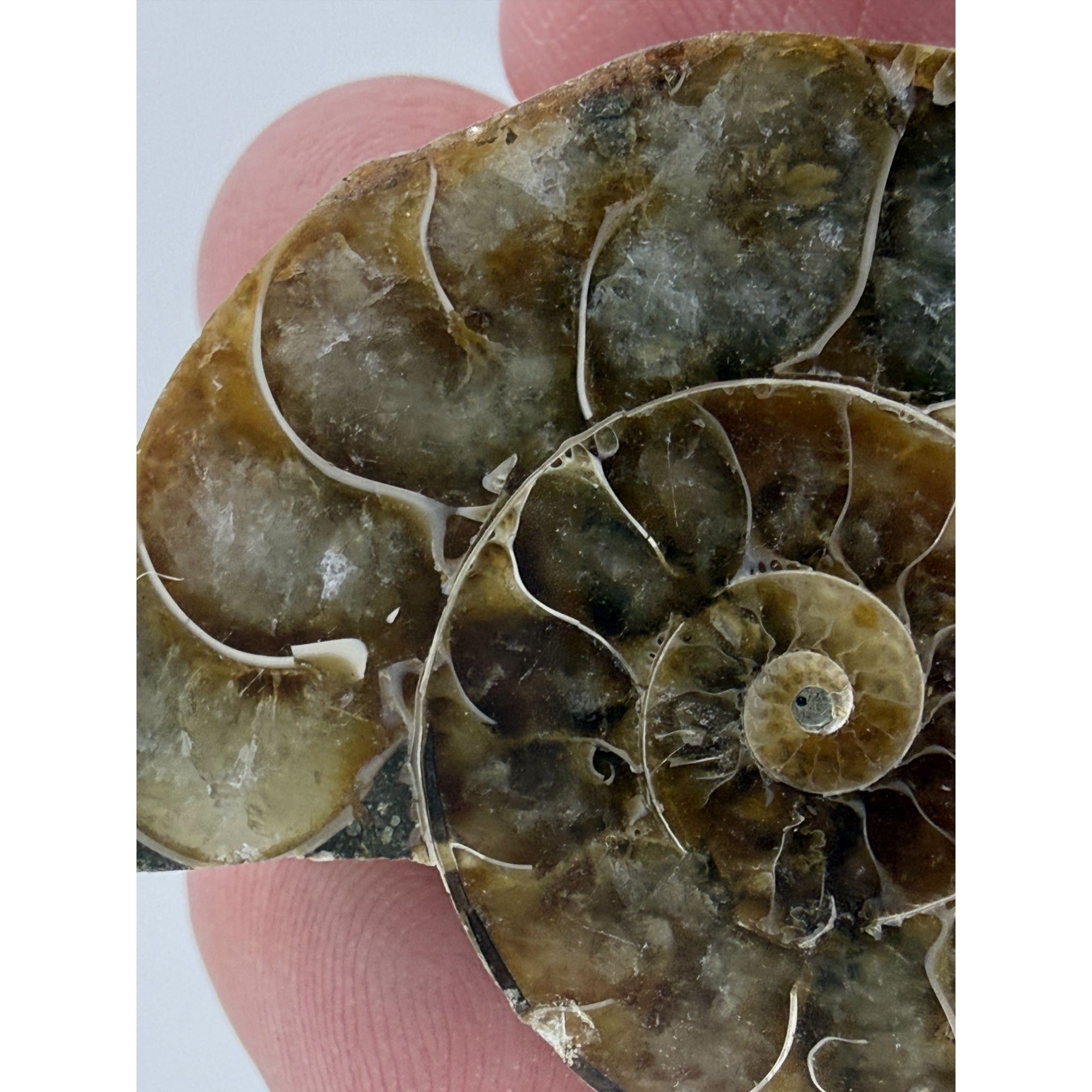 Half Fossil of Ammonite or Ammonoid Clroniceras 60~ MYA Age 10.6g 32mm Long