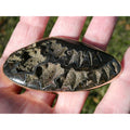 Stephen Dweck Bronze Pyritized Ammonite Fossil One of a Kind Brooch Pin 2002 43g