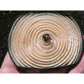 Kathleen Dustin 2012 Shell Spiral Objet D Art Brooch Pin Signed Handmade Artisan