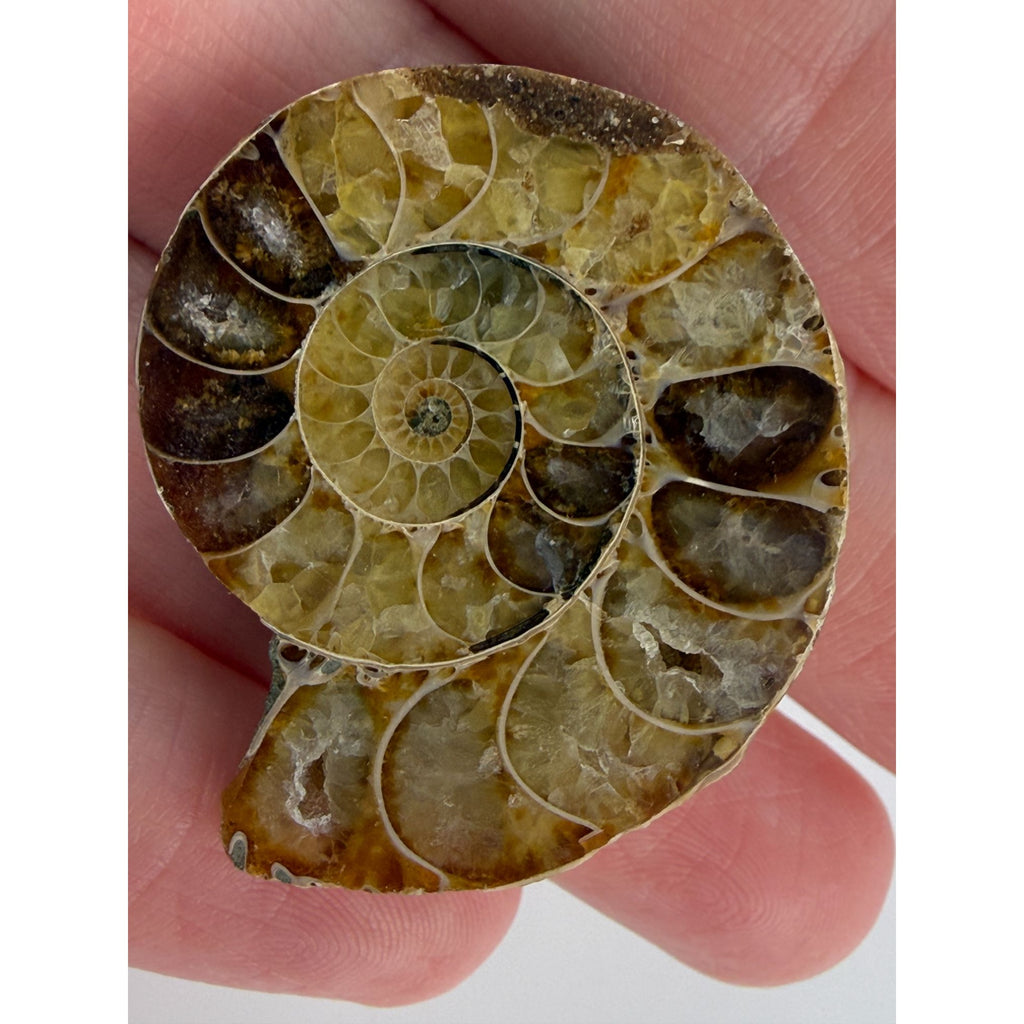 Half Fossil of Ammonite or Ammonoid Clroniceras 60~ MYA Age 15g 36mm Long