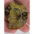 Half Fossil of Ammonite or Ammonoid Clroniceras 60~ MYA Age 15g 36mm Long