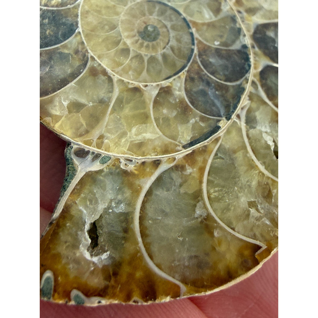 Half Fossil of Ammonite or Ammonoid Clroniceras 60~ MYA Age 15g 36mm Long