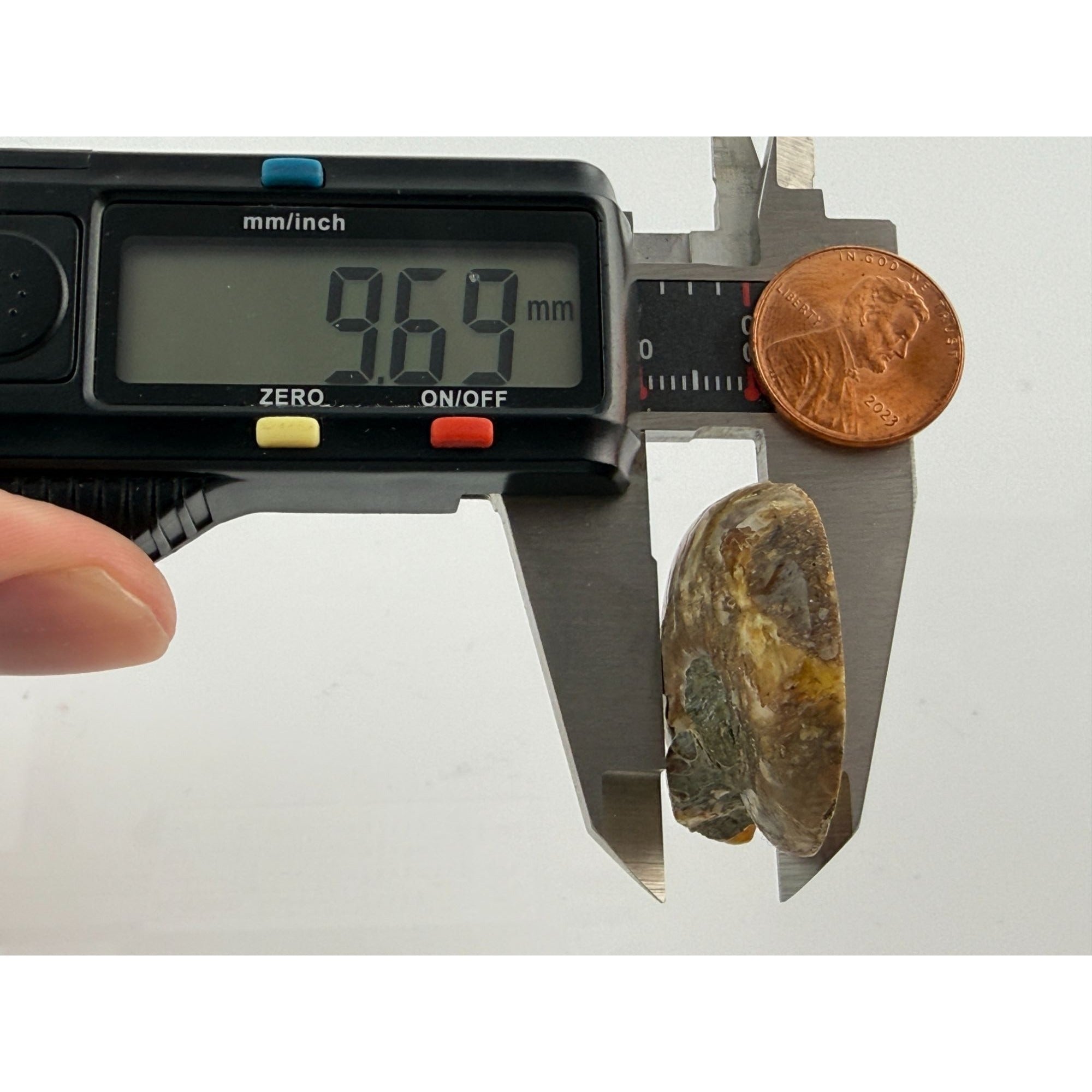 Half Fossil of Ammonite or Ammonoid Clroniceras 60~ MYA Age 15g 36mm Long