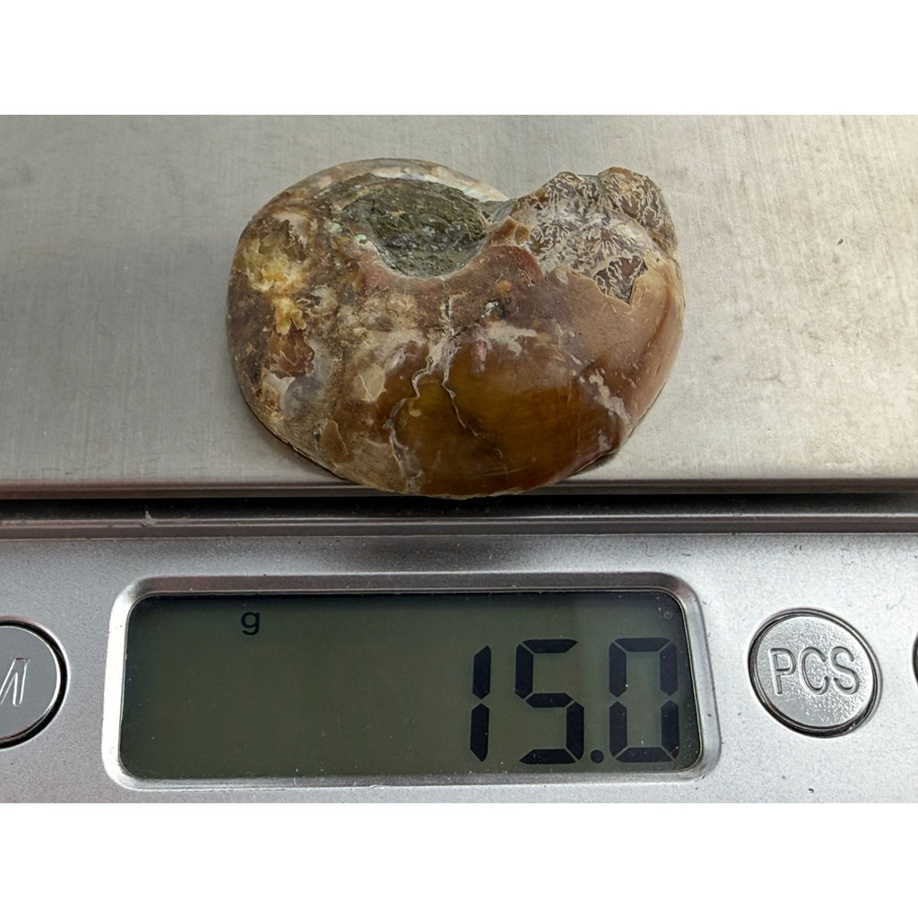 Half Fossil of Ammonite or Ammonoid Clroniceras 60~ MYA Age 15g 36mm Long