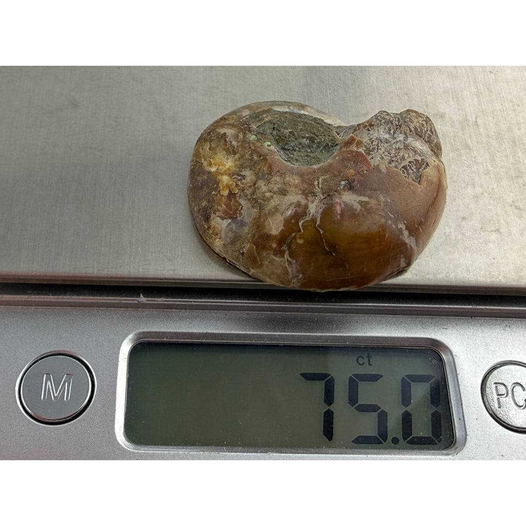 Half Fossil of Ammonite or Ammonoid Clroniceras 60~ MYA Age 15g 36mm Long