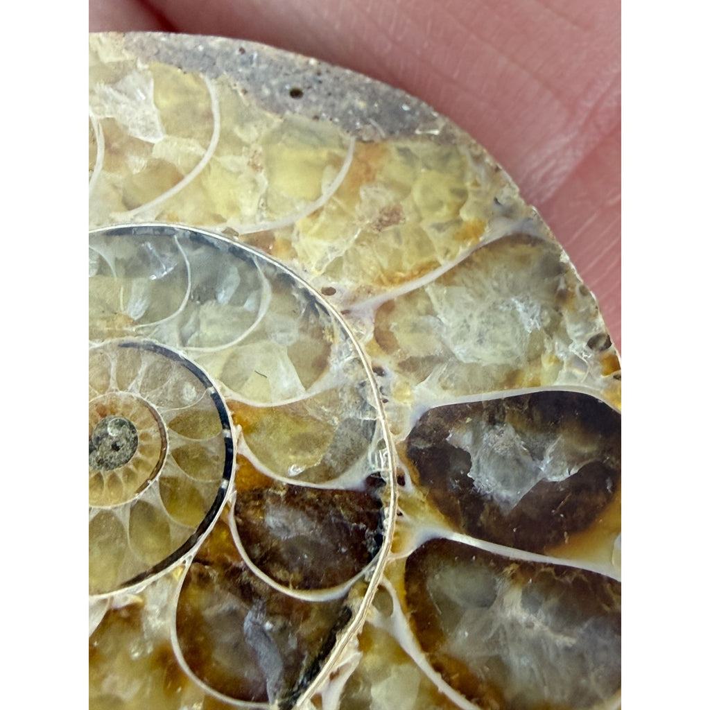 Half Fossil of Ammonite or Ammonoid Clroniceras 60~ MYA Age 15g 36mm Long