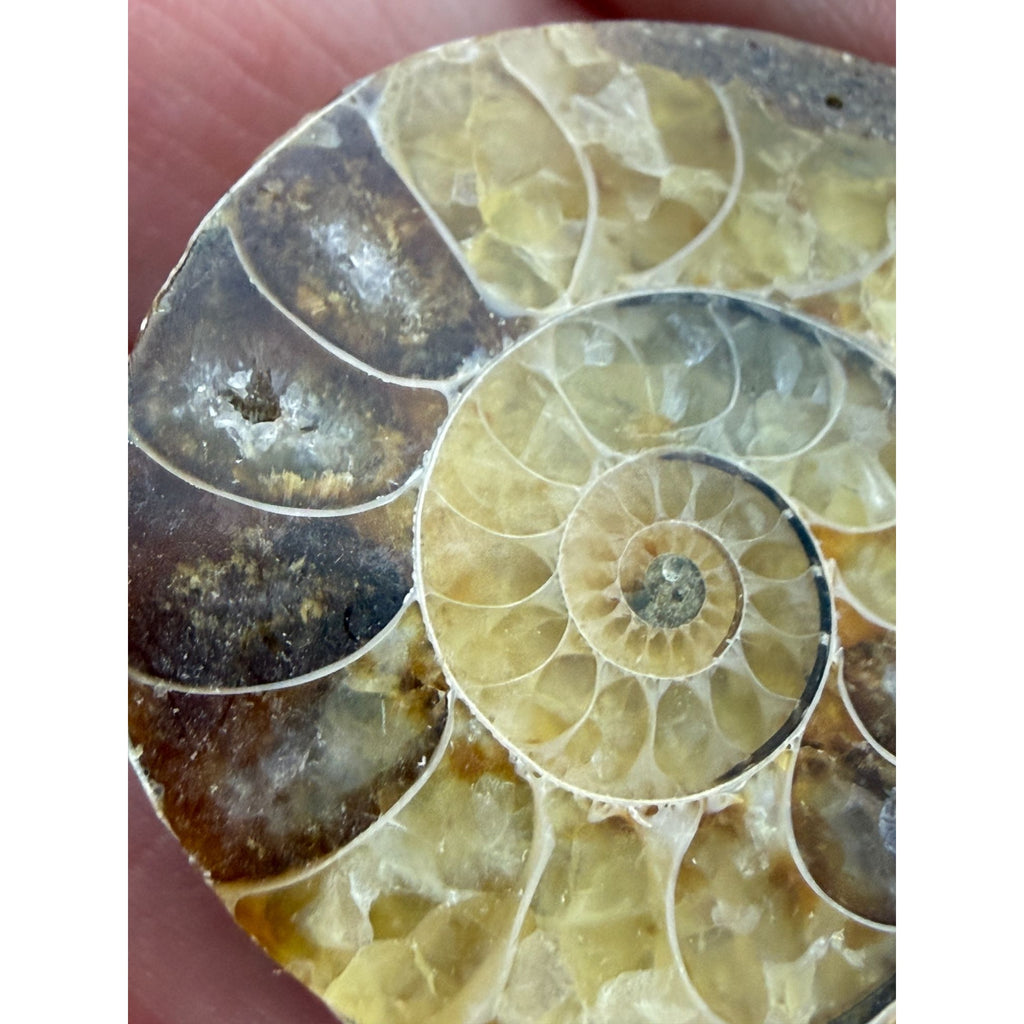 Half Fossil of Ammonite or Ammonoid Clroniceras 60~ MYA Age 15g 36mm Long