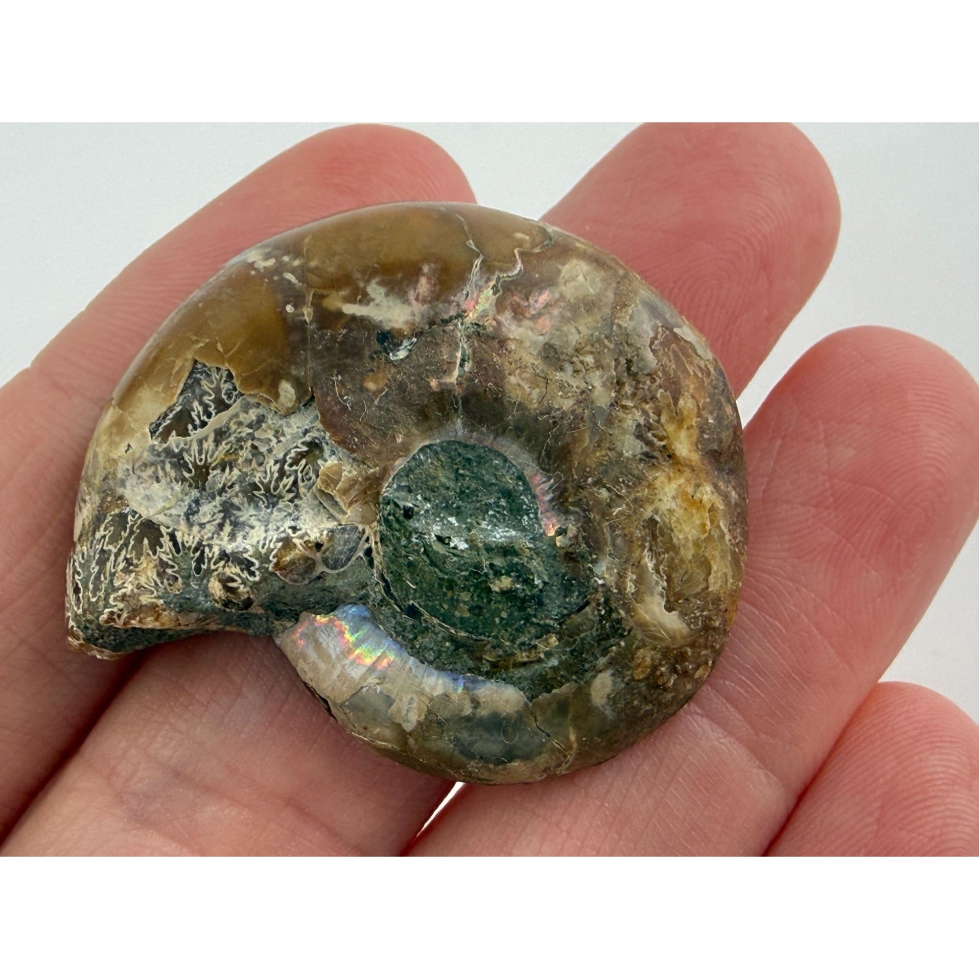 Half Fossil of Ammonite or Ammonoid Clroniceras 60~ MYA Age 15g 36mm Long