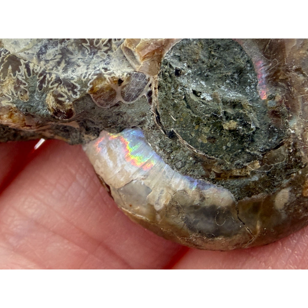 Half Fossil of Ammonite or Ammonoid Clroniceras 60~ MYA Age 15g 36mm Long