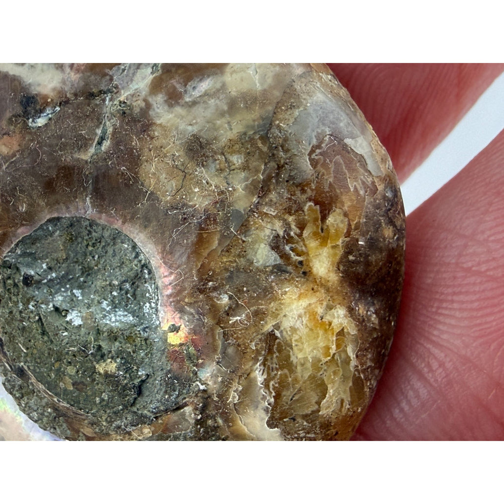 Half Fossil of Ammonite or Ammonoid Clroniceras 60~ MYA Age 15g 36mm Long