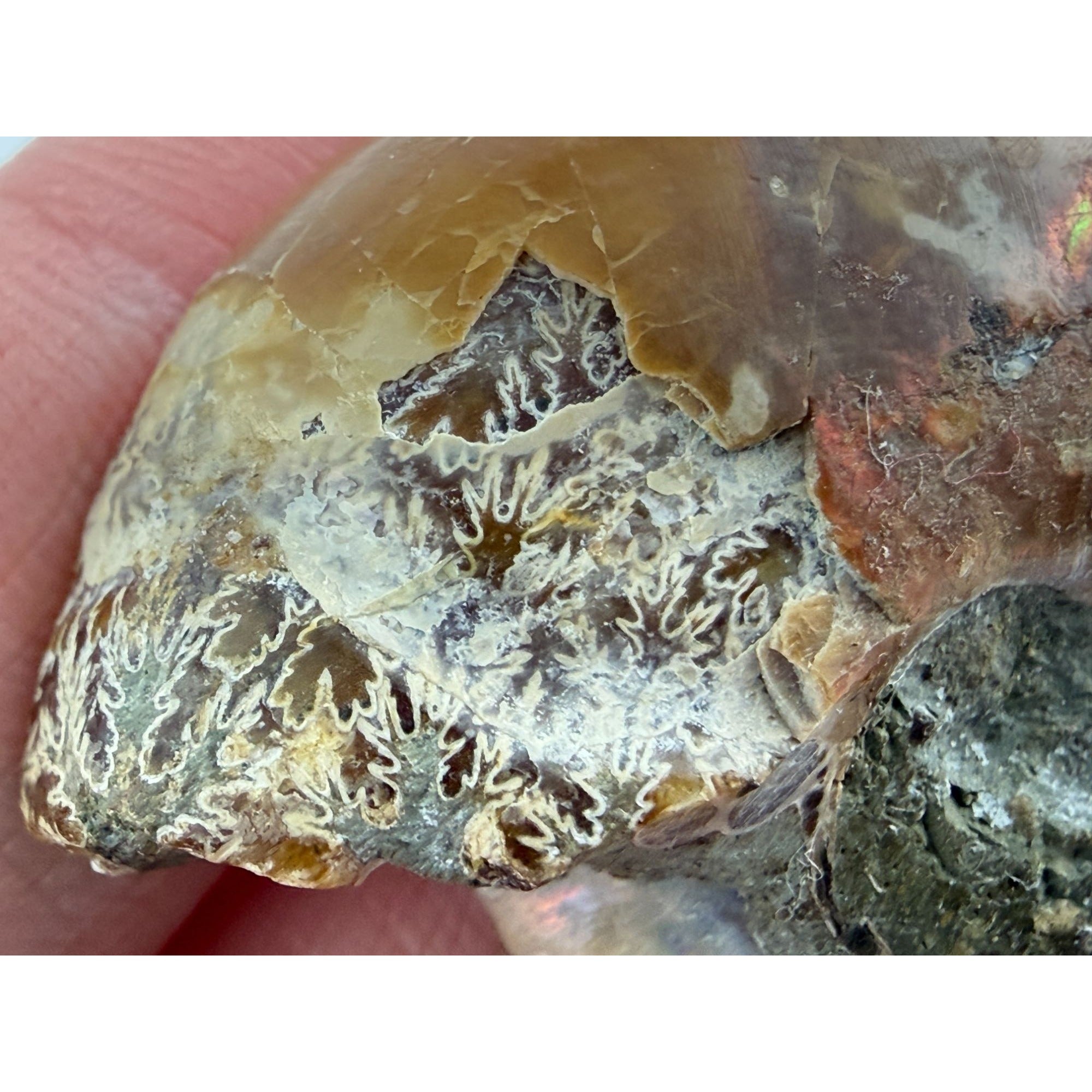 Half Fossil of Ammonite or Ammonoid Clroniceras 60~ MYA Age 15g 36mm Long