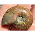 Full Small Fossil of Iridized Ammonite or Ammonoid 60~ MYA Age 12.2g 1.25 Long