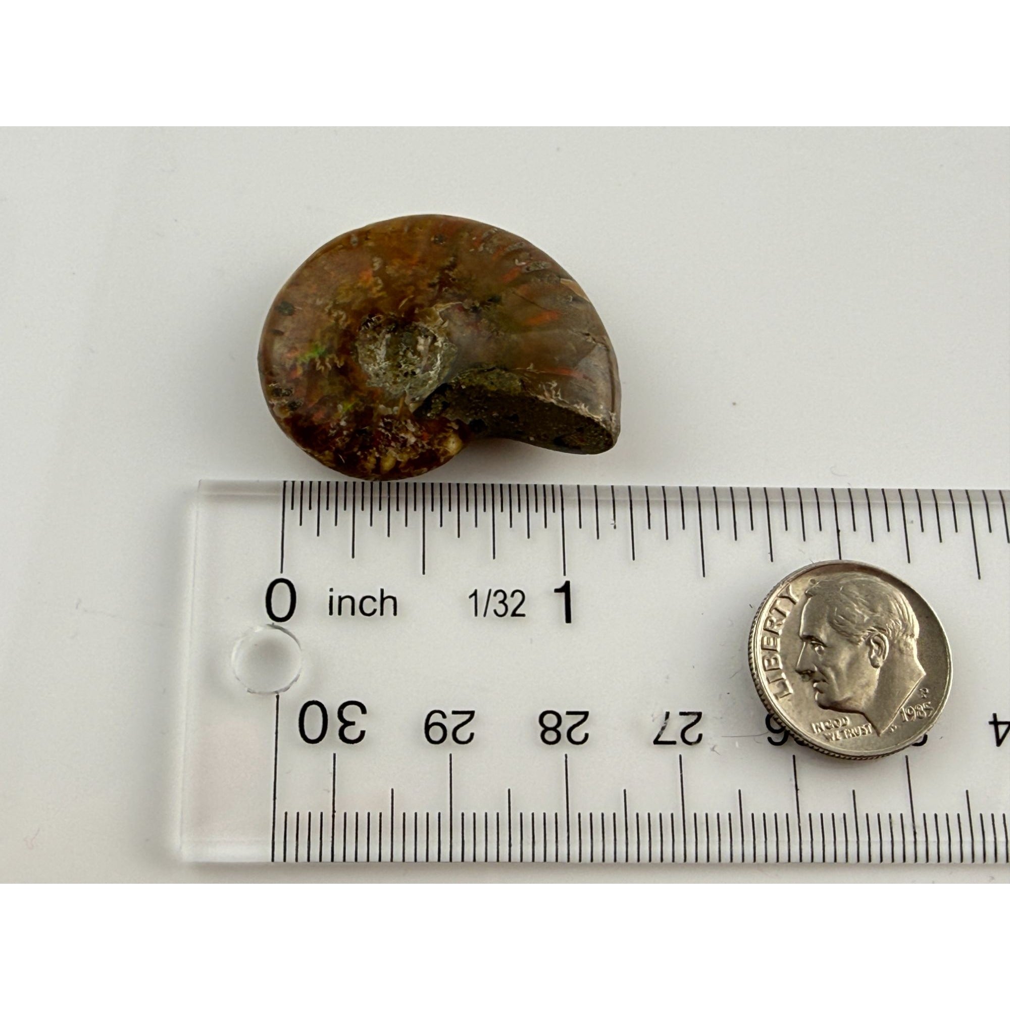 Full Small Fossil of Iridized Ammonite or Ammonoid 60~ MYA Age 12.2g 1.25 Long