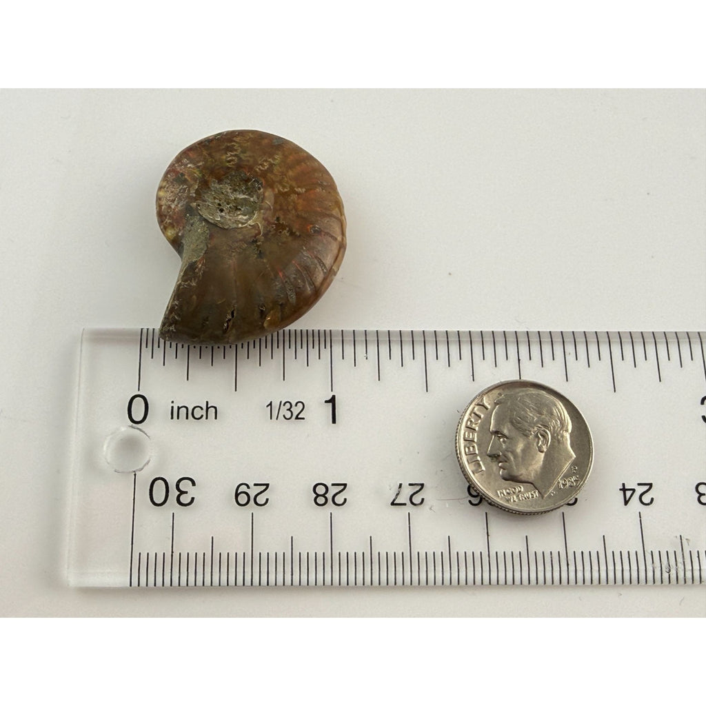 Full Small Fossil of Iridized Ammonite or Ammonoid 60~ MYA Age 12.2g 1.25 Long