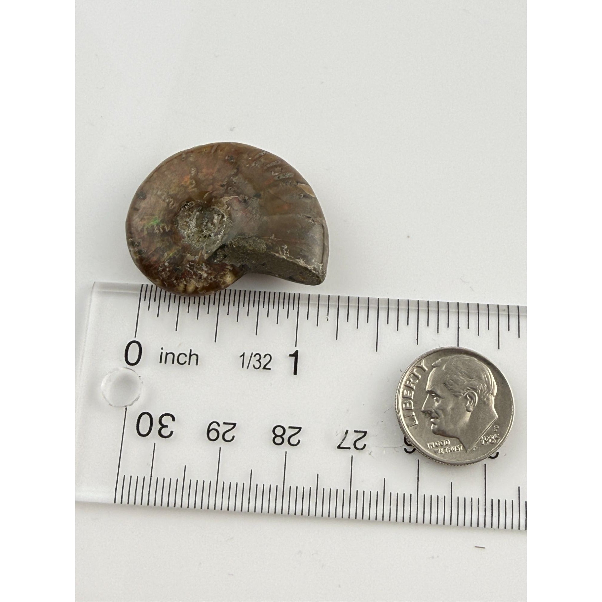 Full Small Fossil of Iridized Ammonite or Ammonoid 60~ MYA Age 12.2g 1.25 Long