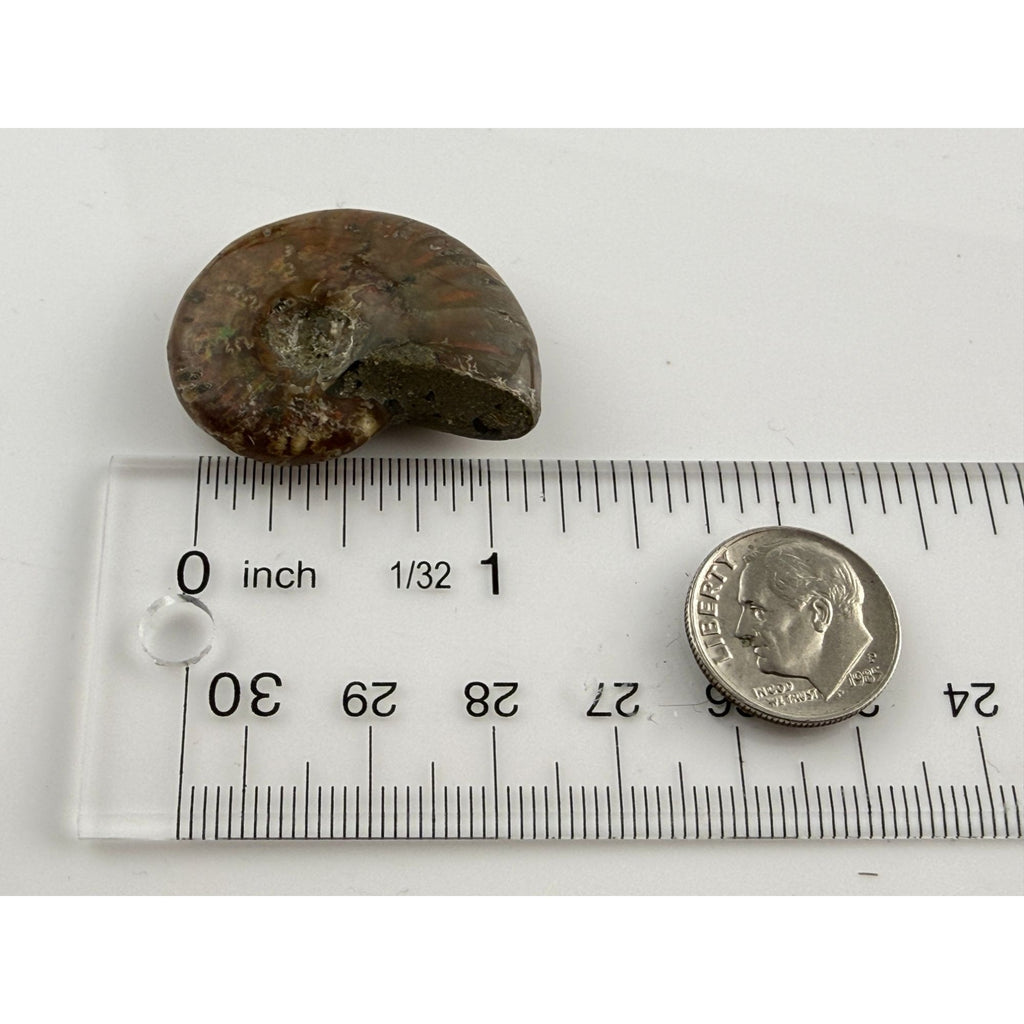 Full Small Fossil of Iridized Ammonite or Ammonoid 60~ MYA Age 12.2g 1.25 Long