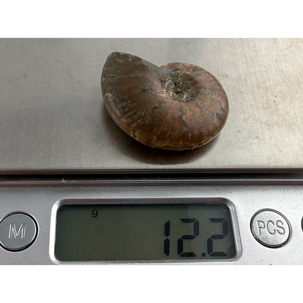 Full Small Fossil of Iridized Ammonite or Ammonoid 60~ MYA Age 12.2g 1.25 Long