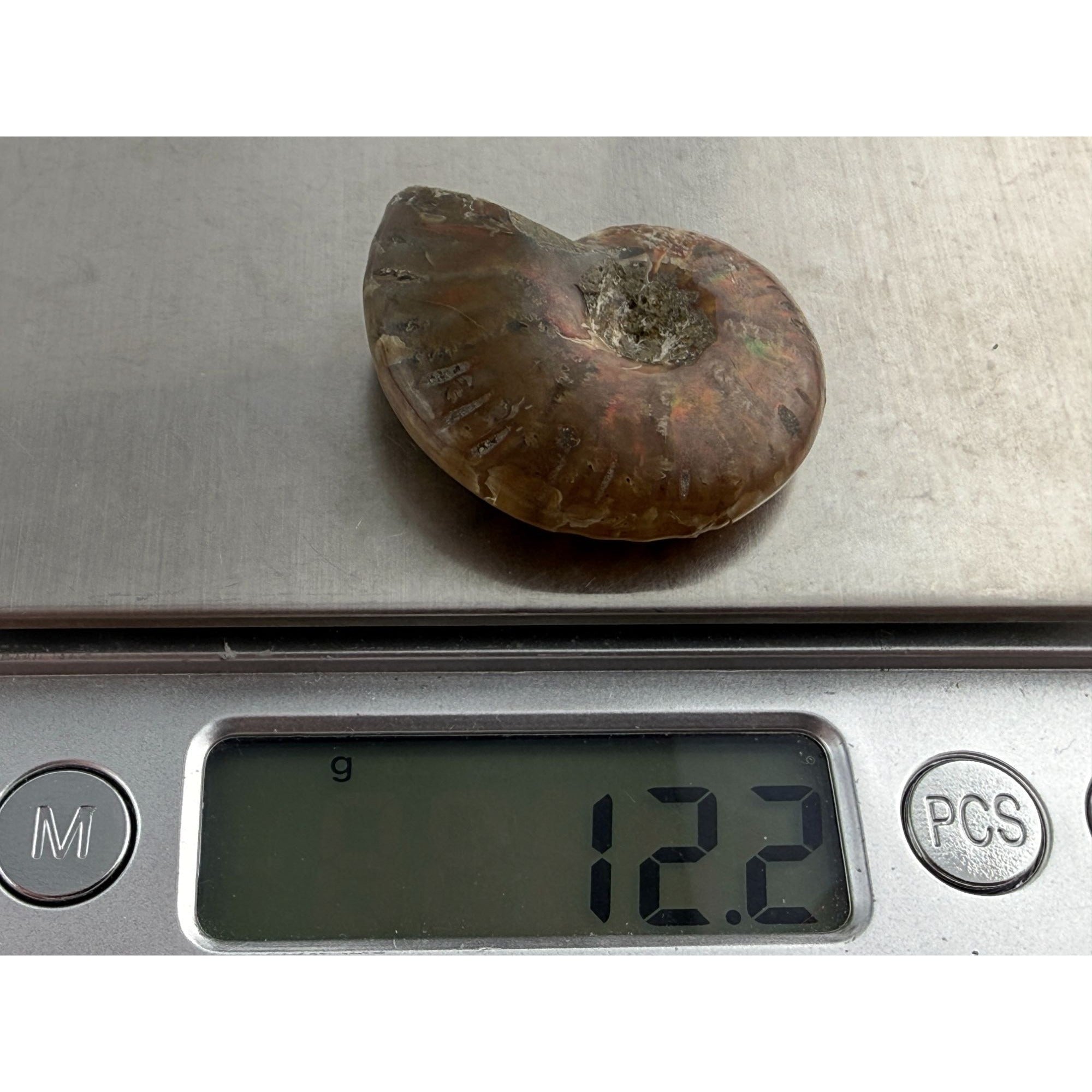 Full Small Fossil of Iridized Ammonite or Ammonoid 60~ MYA Age 12.2g 1.25 Long