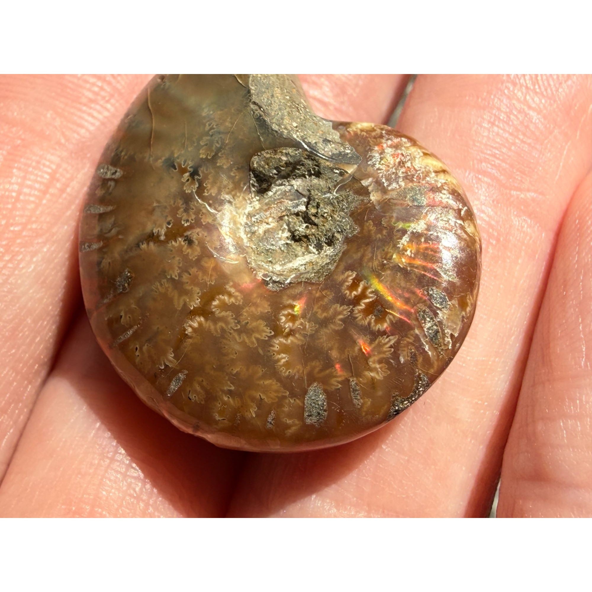 Full Small Fossil of Iridized Ammonite or Ammonoid 60~ MYA Age 12.2g 1.25 Long