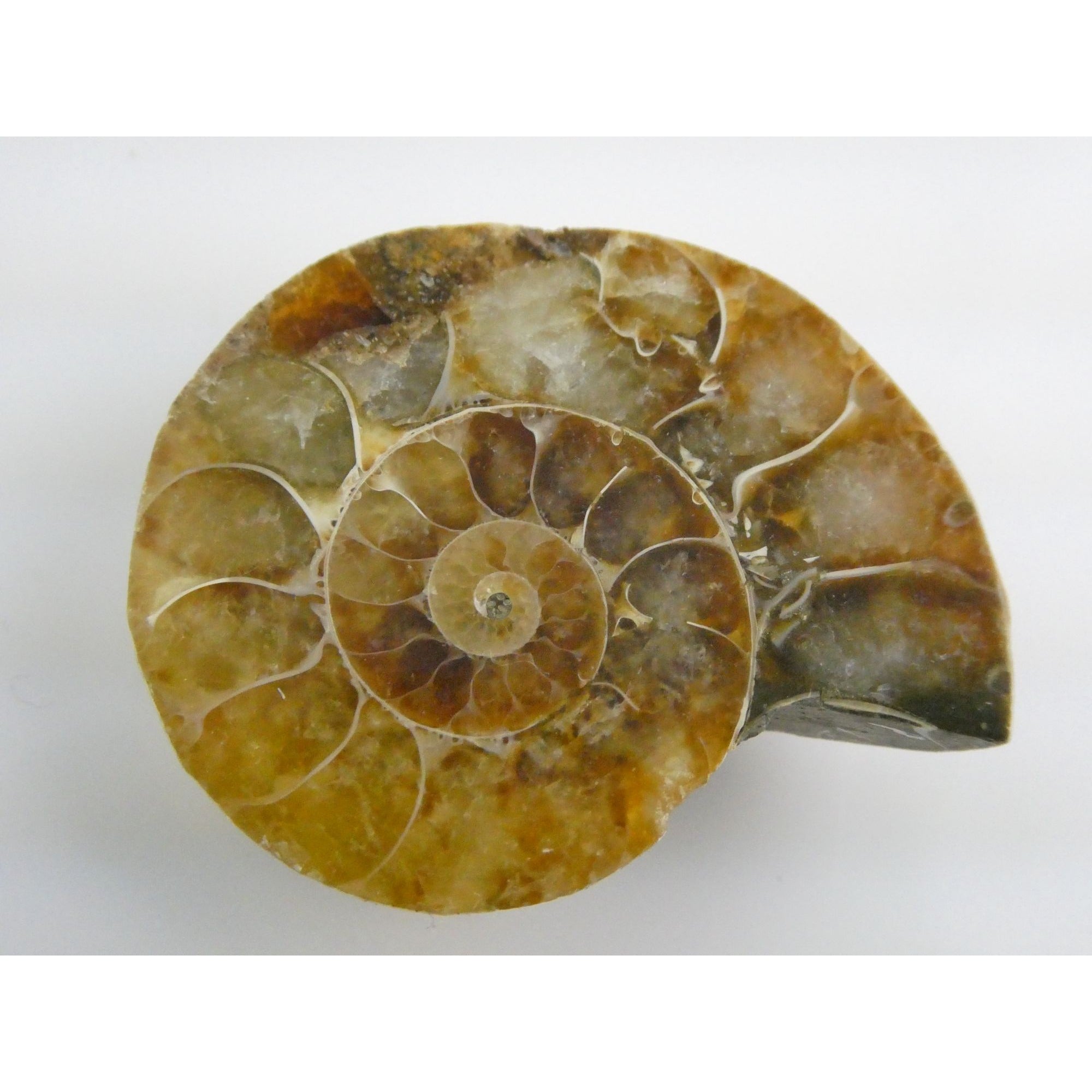 Half Fossil of Ammonite or Ammonoid Clroniceras 66 MYA Age 10.8g 34.48mm Long