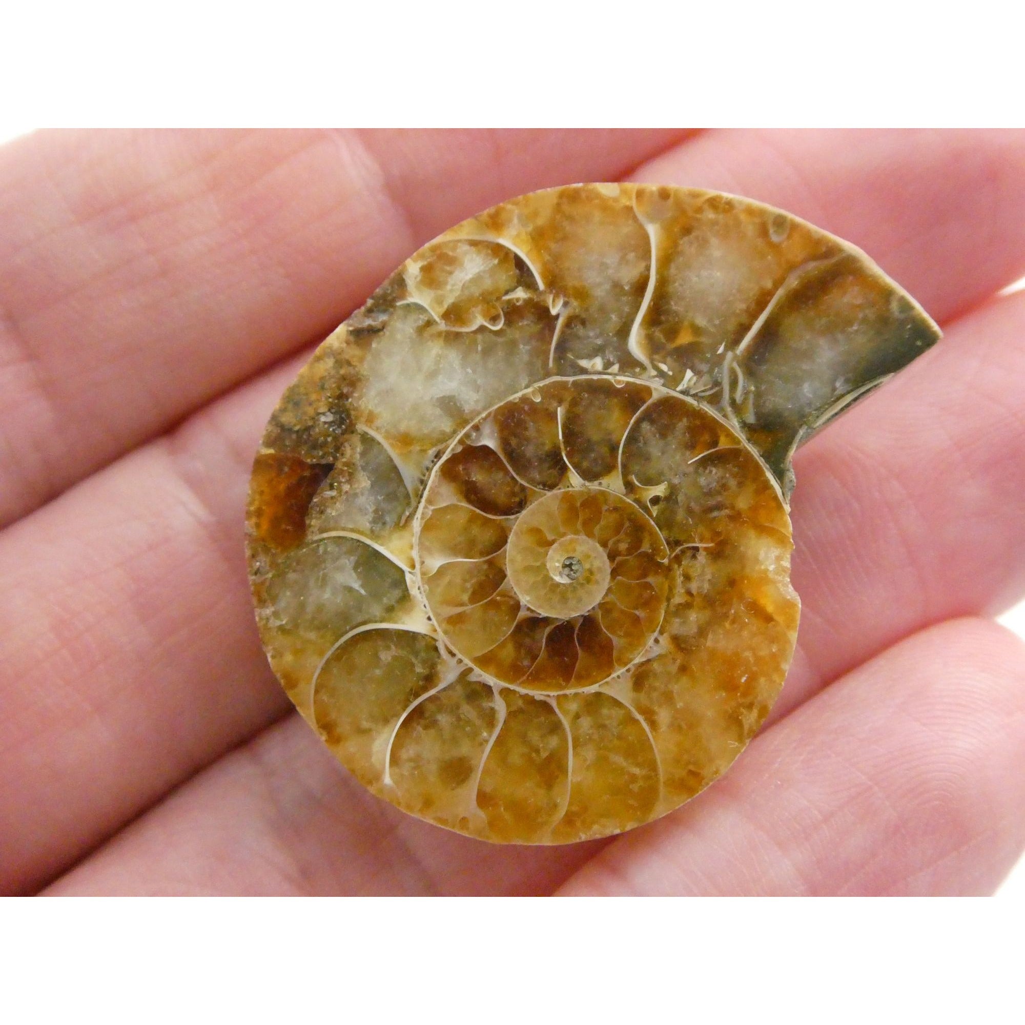 Half Fossil of Ammonite or Ammonoid Clroniceras 66 MYA Age 10.8g 34.48mm Long